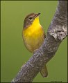 _1SB0540 common yellowthroat 1st year male